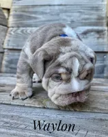 Waylon, a male English Bulldog for sale in Dumas, TX – 9 of 9