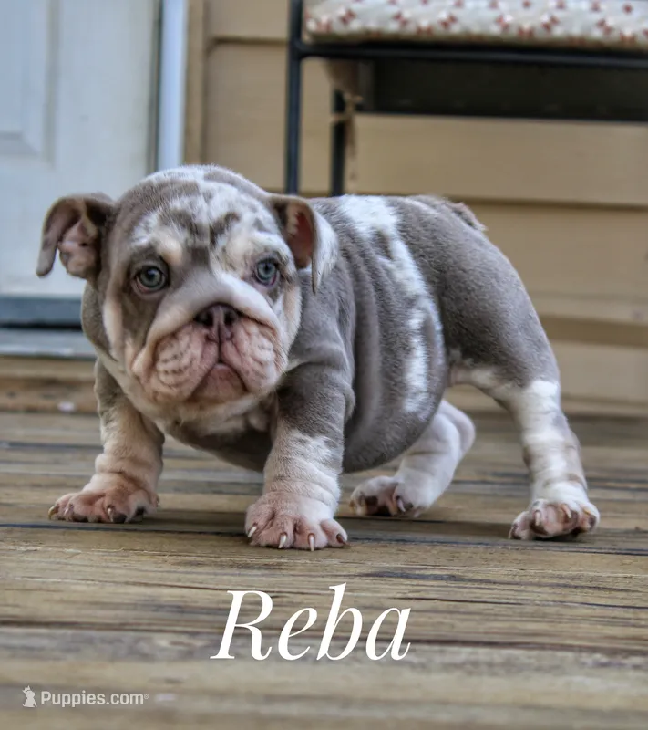 Reba – English Bulldog puppy for sale in Dumas, TX