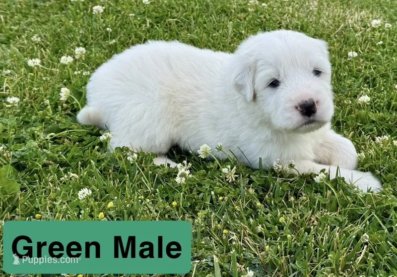 Duke – Great Pyrenees puppy for sale in Meeker, CO