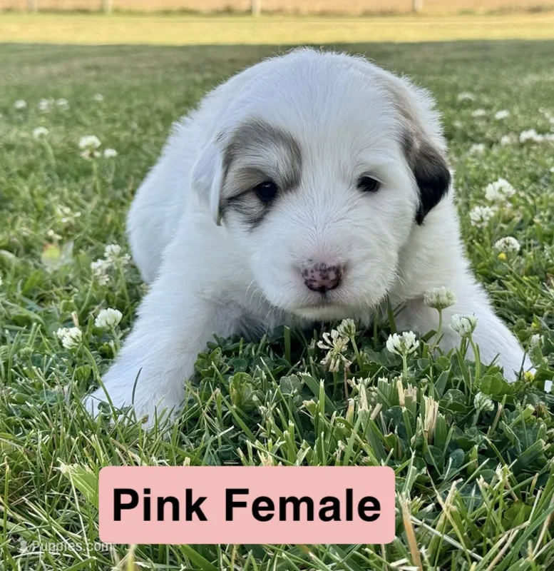 Winnie  – Great Pyrenees puppy for sale in Meeker, CO