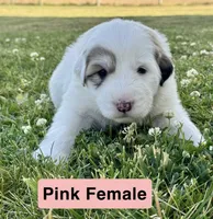 Winnie , a female Great Pyrenees for sale in Meeker, CO – 1 of 1