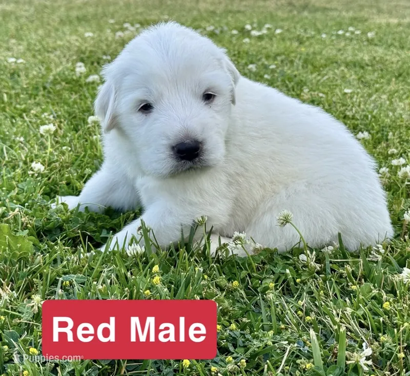 Ranger – Great Pyrenees puppy for sale in Meeker, CO