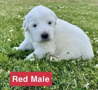Ranger, a male Great Pyrenees for sale in Meeker, CO – 1 of 1