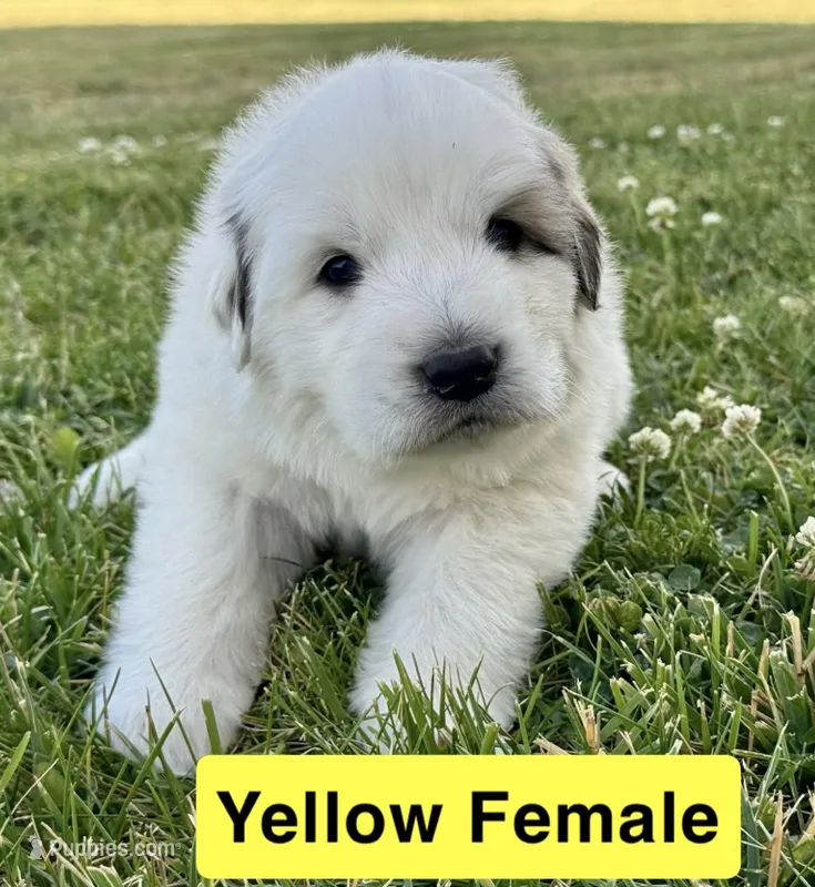 Lily – Great Pyrenees puppy for sale in Meeker, CO