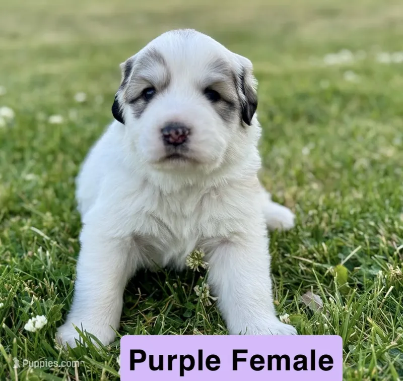 Shiloh – Great Pyrenees puppy for sale in Meeker, CO