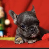 Thing 1, a female French Bulldog for sale in Conroe, TX – Photo 2 of 6