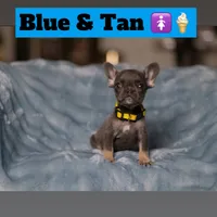 Thing 1, a female French Bulldog for sale in Conroe, TX – Photo 1 of 6