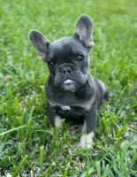 Thing 1, a female French Bulldog for sale in Conroe, TX – Photo 6 of 6