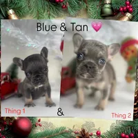 Thing 1, a female French Bulldog for sale in Conroe, TX – Photo 4 of 6