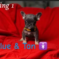 Thing 1, a female French Bulldog for sale in Conroe, TX – Photo 3 of 6