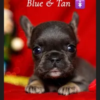 Thing 1, a female French Bulldog for sale in Conroe, TX – Photo 5 of 6