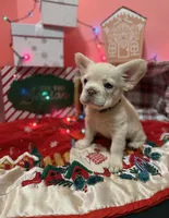 Blossom, a female French Bulldog for sale in Conroe, TX – Photo 4 of 4