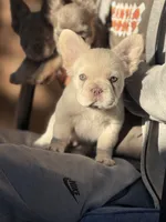 Blossom, a female French Bulldog for sale in Conroe, TX – Photo 1 of 4