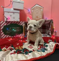 Blossom, a female French Bulldog for sale in Conroe, TX – Photo 2 of 4