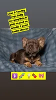 Buttercup, a female French Bulldog for sale in Conroe, TX – Photo 1 of 2