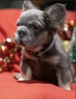 Buttercup, a female French Bulldog for sale in Conroe, TX – Photo 2 of 2