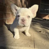 Bubbles, a female French Bulldog for sale in Conroe, TX – Photo 2 of 3