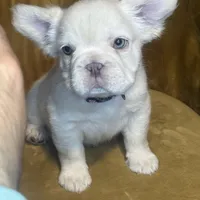 Bubbles, a female French Bulldog for sale in Conroe, TX – Photo 1 of 3