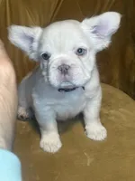 Bubbles, a female French Bulldog for sale in Conroe, TX – Photo 1 of 3