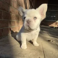Bubbles, a female French Bulldog for sale in Conroe, TX – Photo 3 of 3