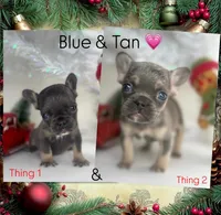 Thing 2, a female French Bulldog for sale in Conroe, TX – Photo 3 of 4