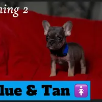 Thing 2, a female French Bulldog for sale in Conroe, TX – Photo 2 of 4