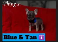 Thing 2, a female French Bulldog for sale in Conroe, TX – Photo 2 of 4