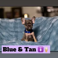 Thing 2, a female French Bulldog for sale in Conroe, TX – Photo 1 of 4