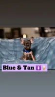 Thing 2, a female French Bulldog for sale in Conroe, TX – Photo 1 of 4