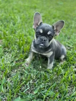 Thing 2, a female French Bulldog for sale in Conroe, TX – Photo 5 of 5