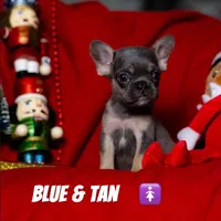 Thing 2, a female French Bulldog for sale in Conroe, TX – Photo 4 of 4