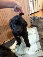 Light blue collar , a female Newfoundland for sale in Salem, OR – 2 of 5