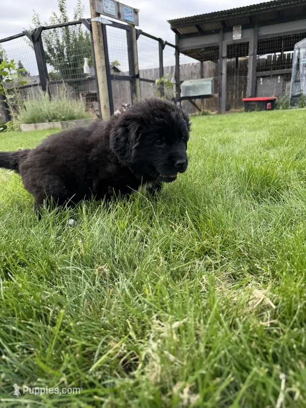 Hot pink collar  – Newfoundland puppy for sale in Salem, OR