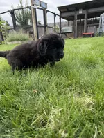 Hot pink collar , a female Newfoundland for sale in Salem, OR – 1 of 5