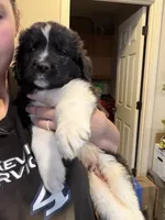 Dark blue collar , a male Newfoundland for sale in Salem, OR – 4 of 7