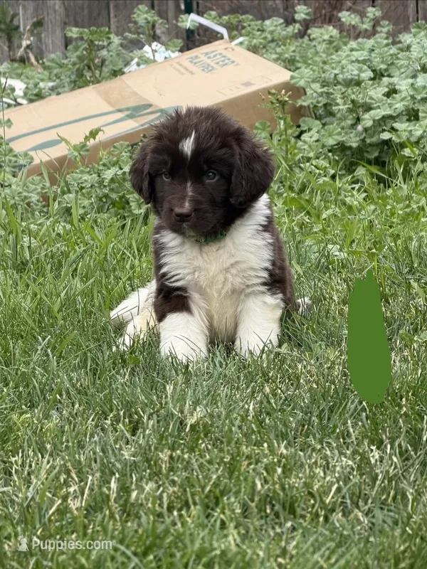 Green collar – Newfoundland puppy for sale in Salem, OR