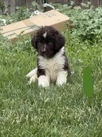 Green collar, a male Newfoundland for sale in Salem, OR – 1 of 5