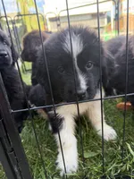 Light pink collar , a female Newfoundland for sale in Salem, OR – 3 of 6