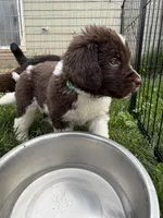 Green collar, a male Newfoundland for sale in Salem, OR – 2 of 5