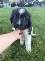 Light pink collar , a female Newfoundland for sale in Salem, OR – 6 of 6