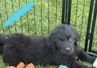 Light blue collar , a female Newfoundland for sale in Salem, OR – 5 of 5