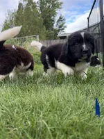 Dark blue collar , a male Newfoundland for sale in Salem, OR – 2 of 7