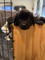 Purple collar , a female Newfoundland for sale in Salem, OR – 3 of 4