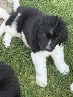 Dark blue collar , a male Newfoundland for sale in Salem, OR – 6 of 7