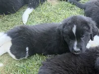 Dark blue collar , a male Newfoundland for sale in Salem, OR – 5 of 7
