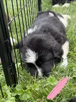 Light pink collar , a female Newfoundland for sale in Salem, OR – 2 of 6