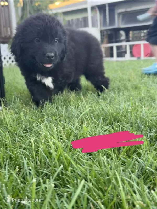 Hot pink collar  – Newfoundland puppy for sale in Salem, OR