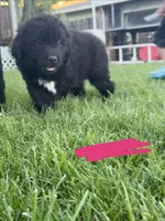 Hot pink collar , a female Newfoundland for sale in Salem, OR – 4 of 5