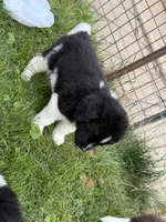 Light pink collar , a female Newfoundland for sale in Salem, OR – 4 of 6