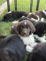Green collar, a male Newfoundland for sale in Salem, OR – 4 of 5